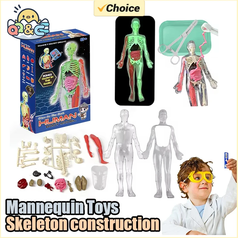 Anatomia ludzkiego szkieletu M – Model Kit Fantasy recenzja i cena