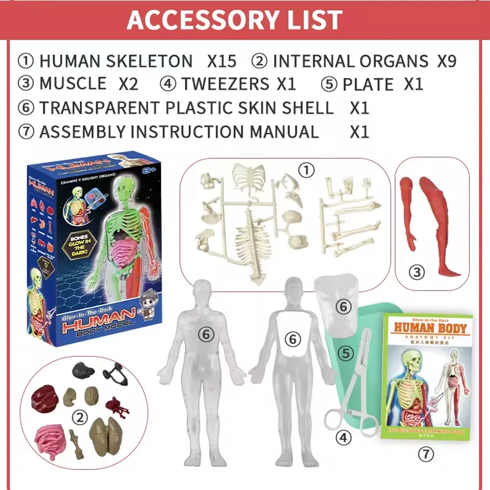 Anatomia ludzkiego szkieletu M – Model Kit Fantasy recenzja i cena